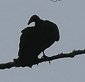 Gif animé vautour noir